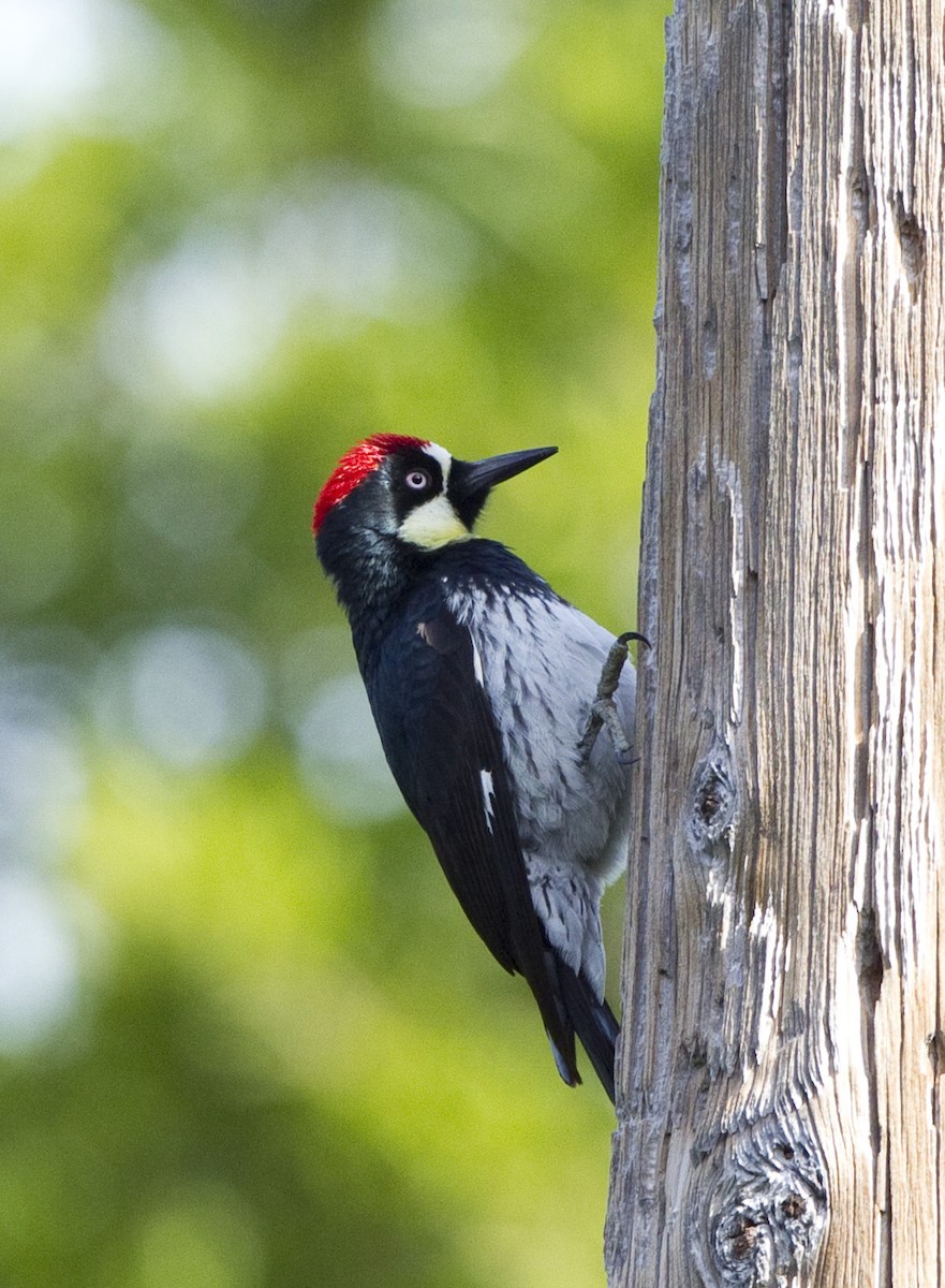 Acorn Woodpecker - Peter Seubert