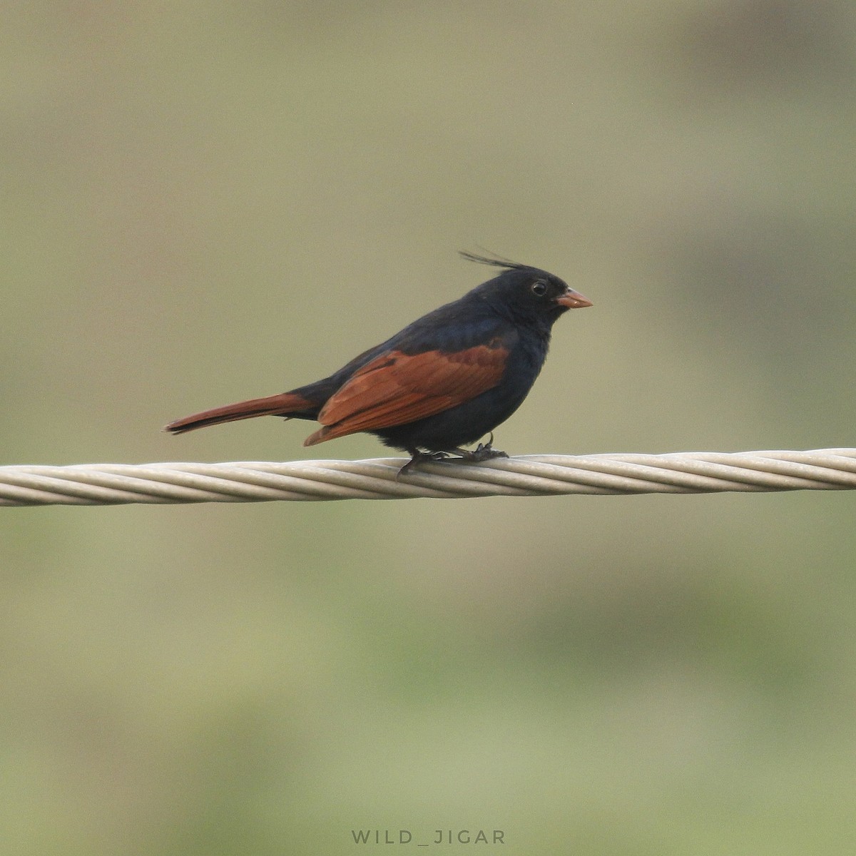 Crested Bunting - ML546344781
