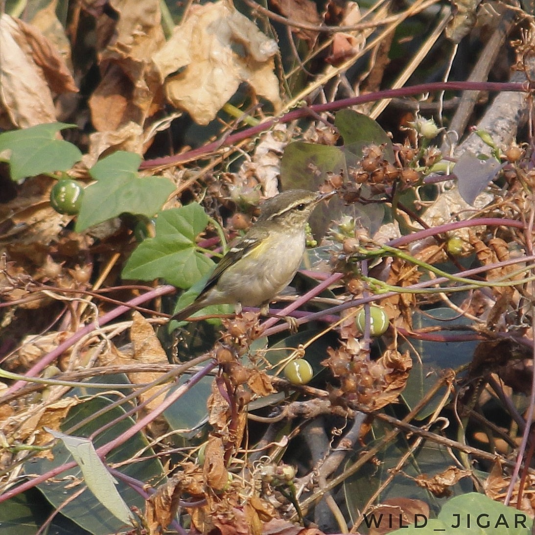 Yellow-browed Warbler - ML546345141