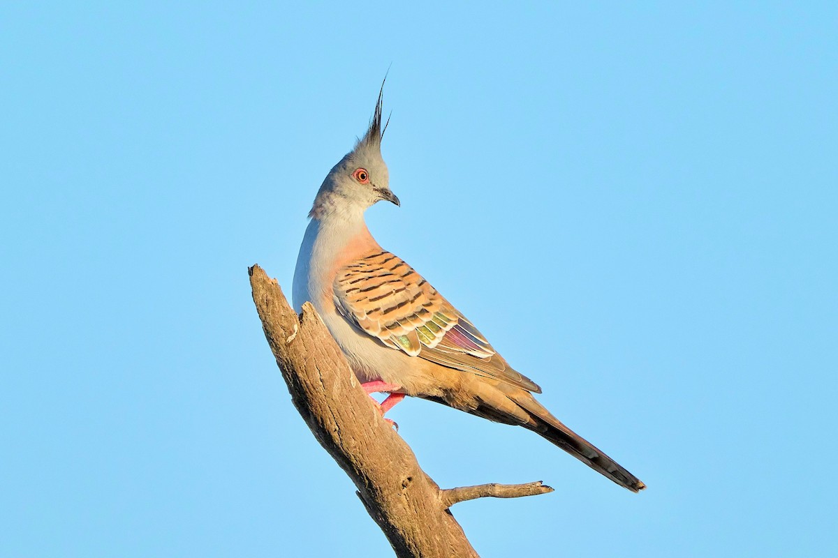 Crested Pigeon - ML546347581