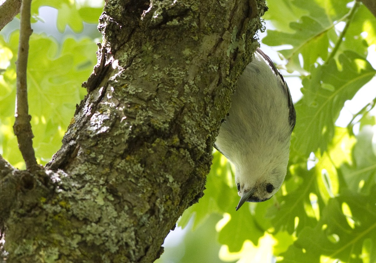 White-breasted Nuthatch (Pacific) - Peter Seubert