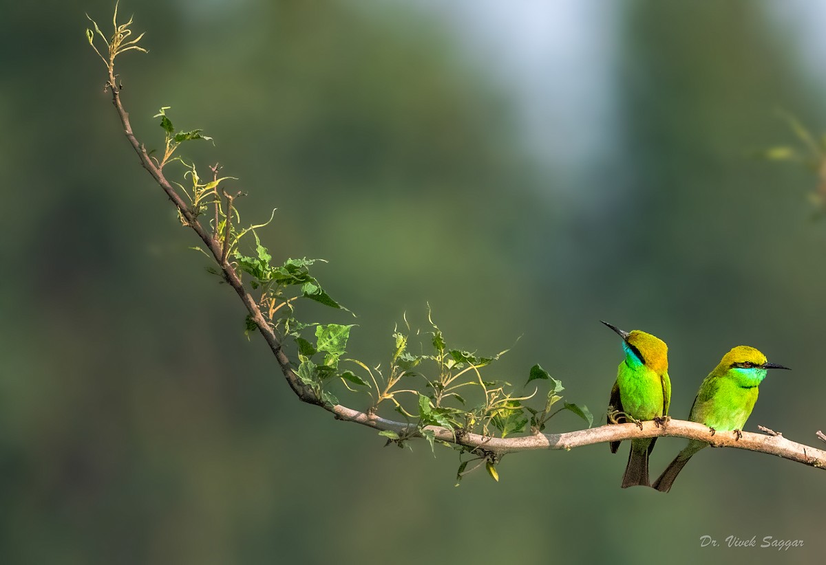 Asian Green Bee-eater - ML546348851