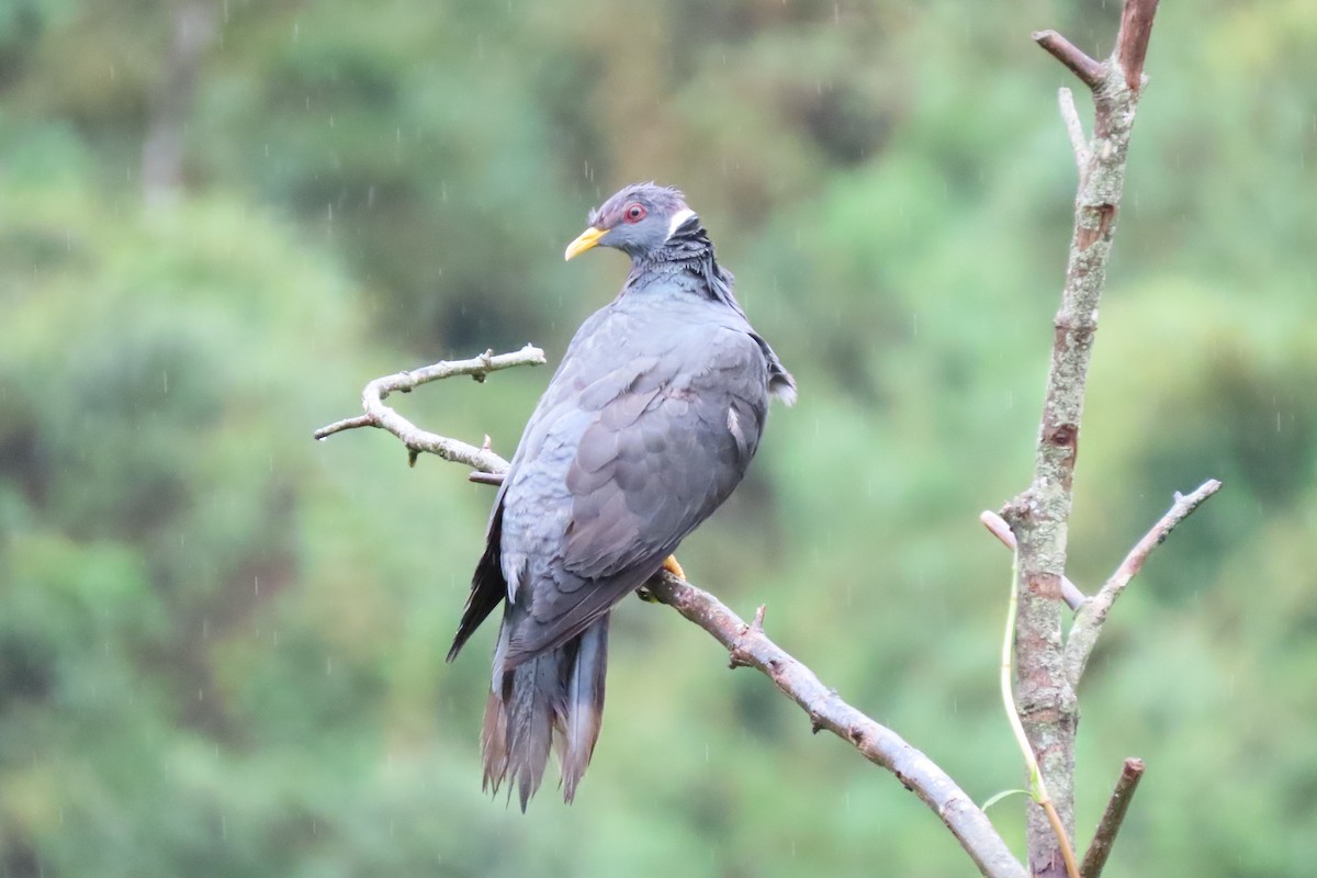 Band-tailed Pigeon - Michael Butler
