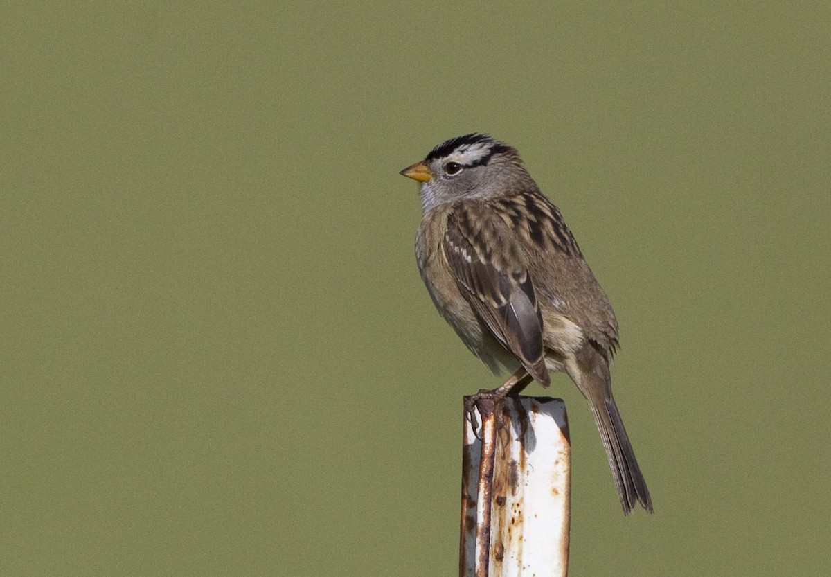 White-crowned Sparrow (pugetensis) - Peter Seubert