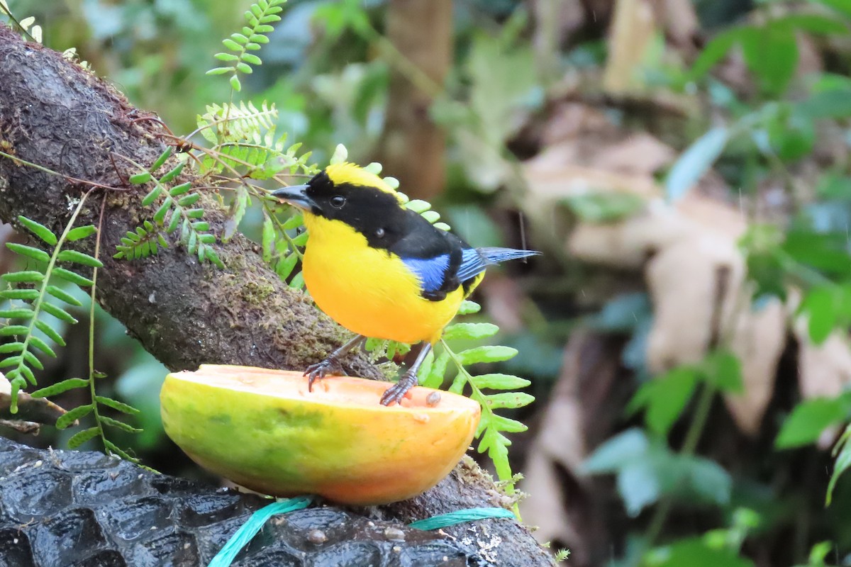 Blue-winged Mountain Tanager - ML546358661