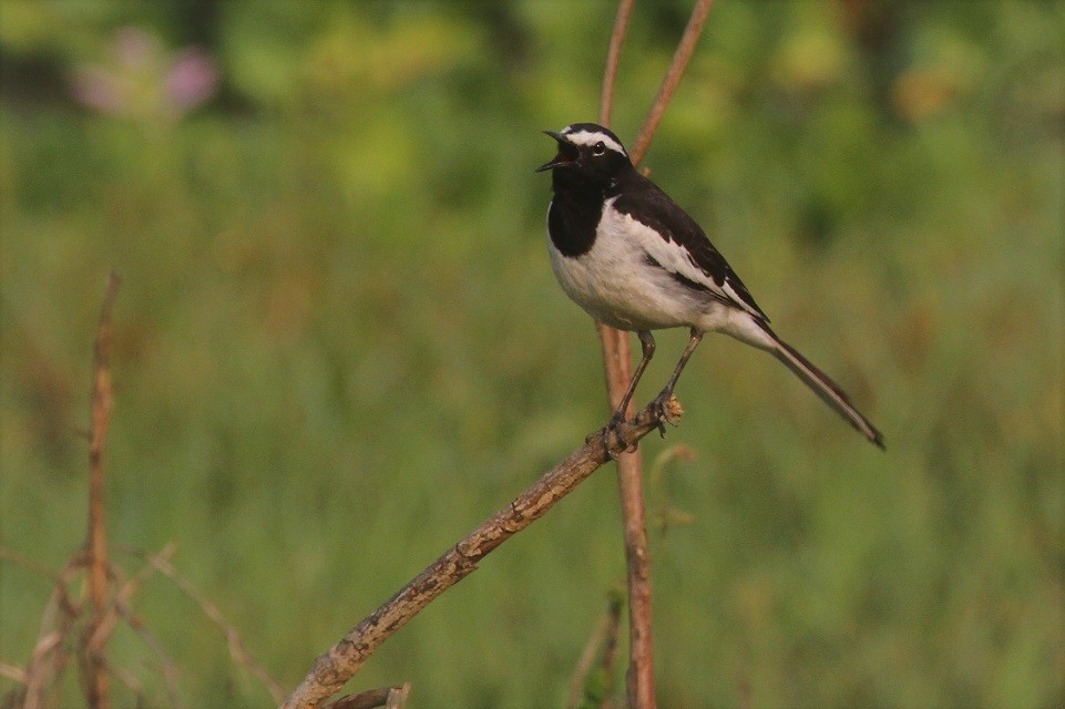 White-browed Wagtail - ML54635931
