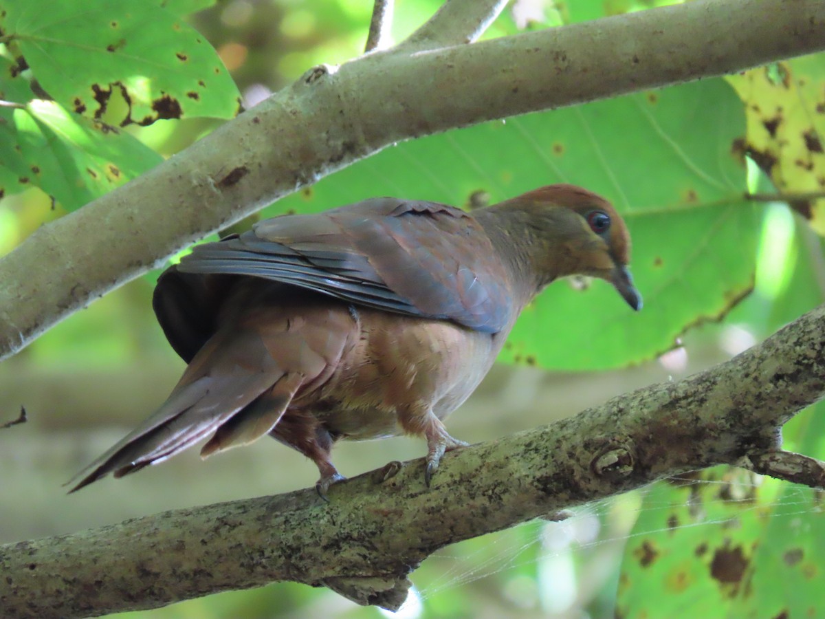 Brown Cuckoo-Dove - ML546362261