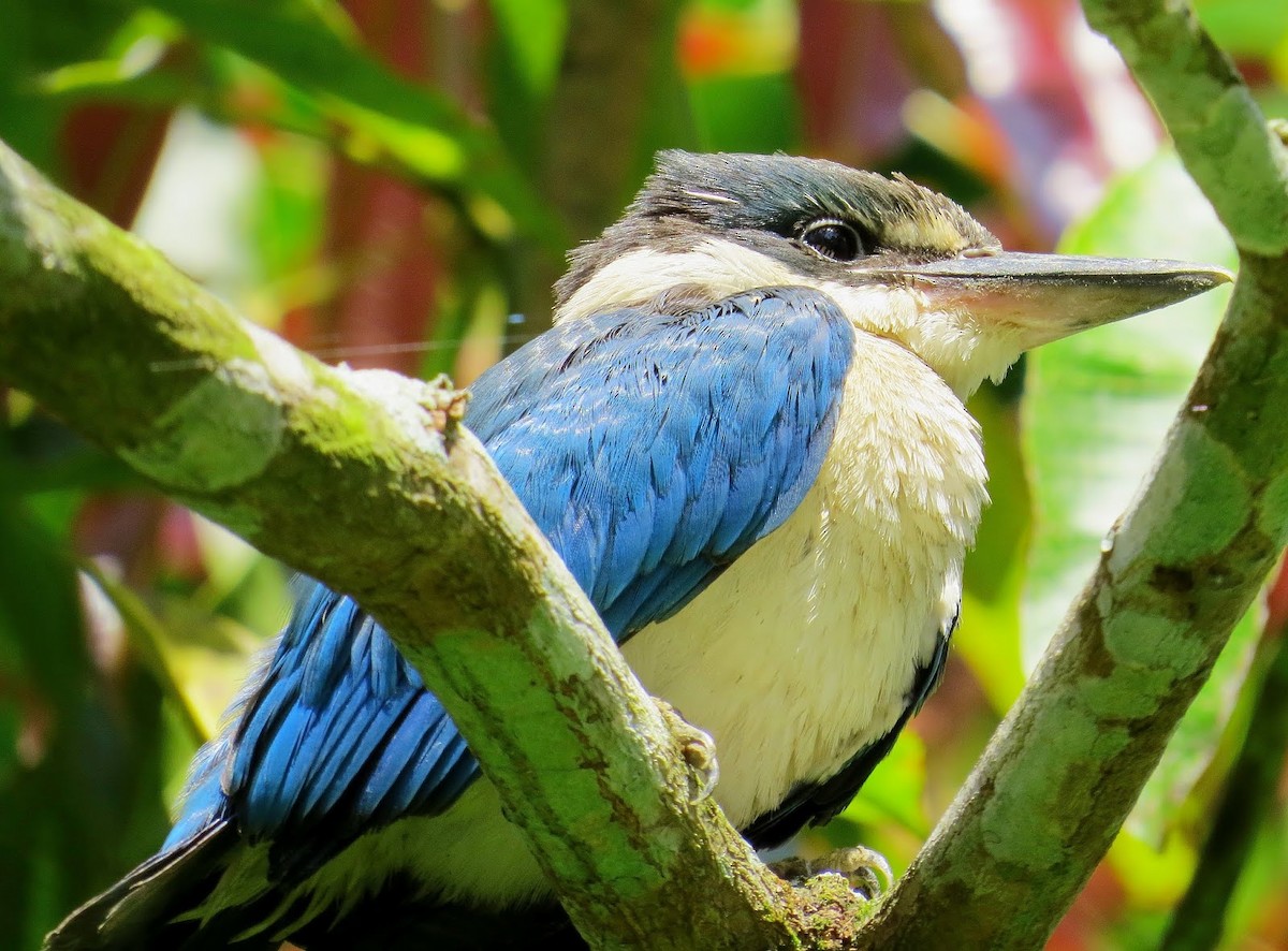 Collared Kingfisher - Andrew Collins