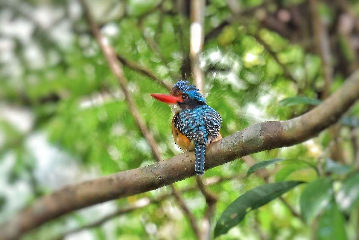 Banded Kingfisher (Black-faced) - ML546367261