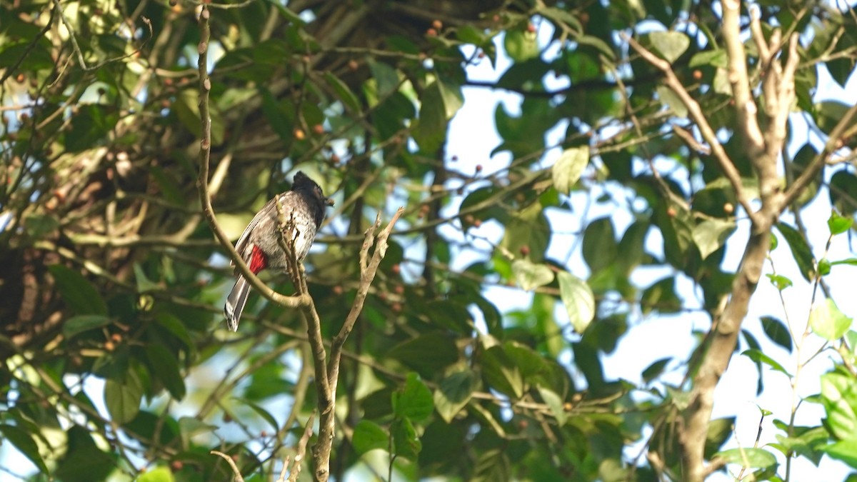 Red-vented Bulbul - ML546371861