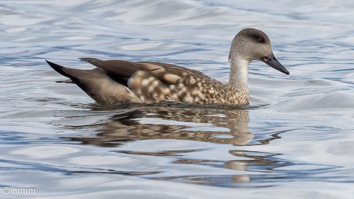 Crested Duck - ML546373391