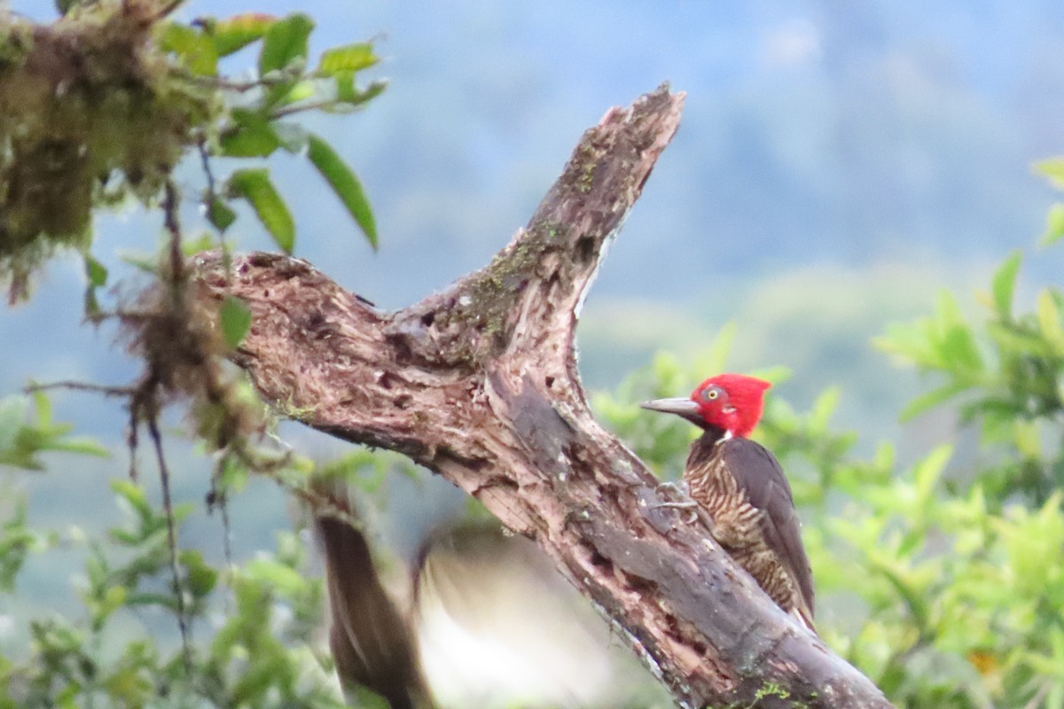 Guayaquil Woodpecker - Michael Butler