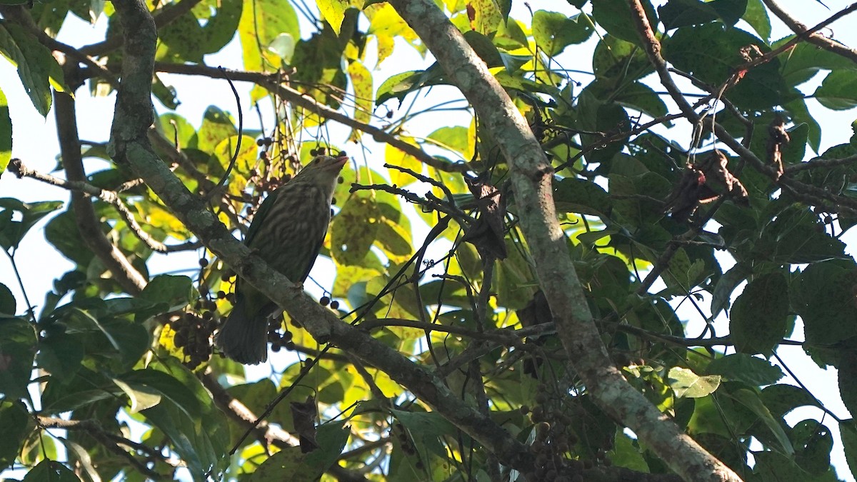 Lineated Barbet - ML546376521