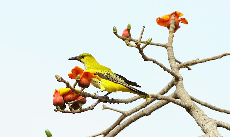 African Golden Oriole - Andrew Collins