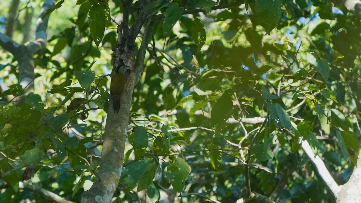 Gray-headed Woodpecker - ML546380801