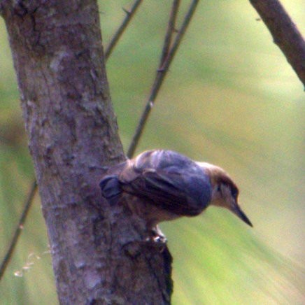 Brown-headed Nuthatch - James Shelton