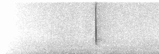  - White-sided Hillstar