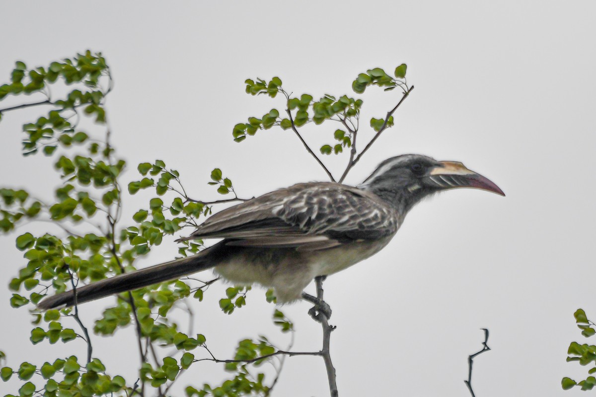 African Gray Hornbill - John Gapski