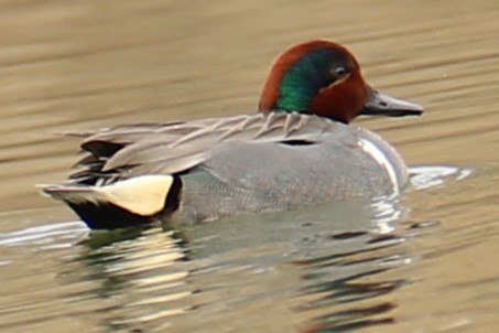 Green-winged Teal - ML546397561