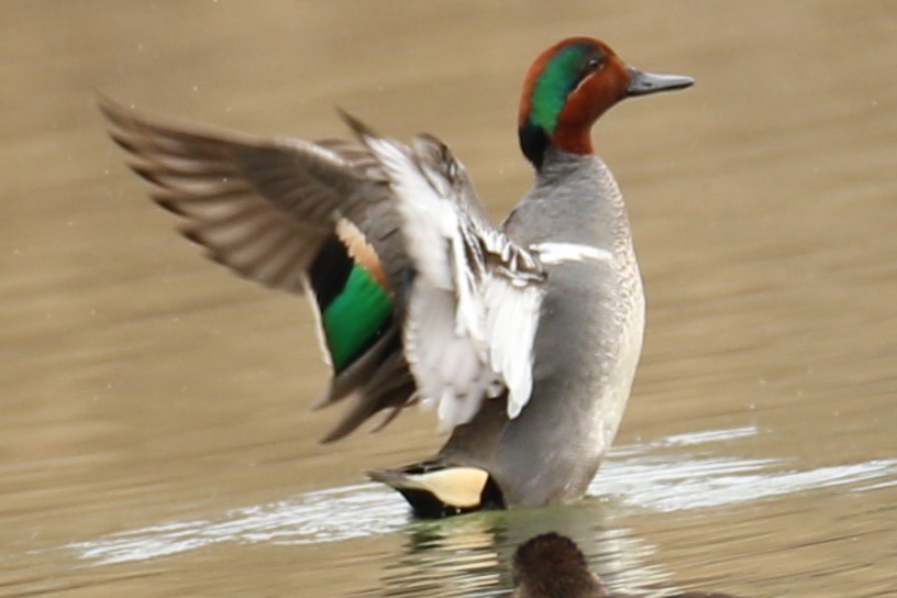 Green-winged Teal - ML546397581