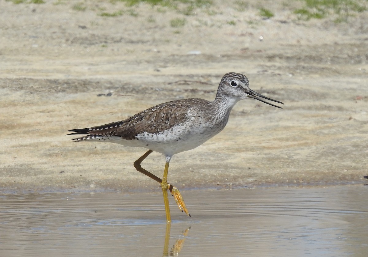 Greater Yellowlegs - ML546401161