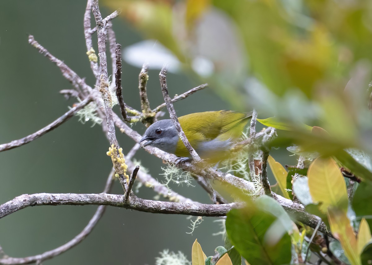 Ashy-throated Chlorospingus (Ashy-throated) - Andre Moncrieff