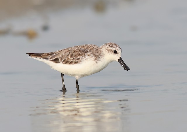 Nonbreeding plumage. - Spoon-billed Sandpiper - 