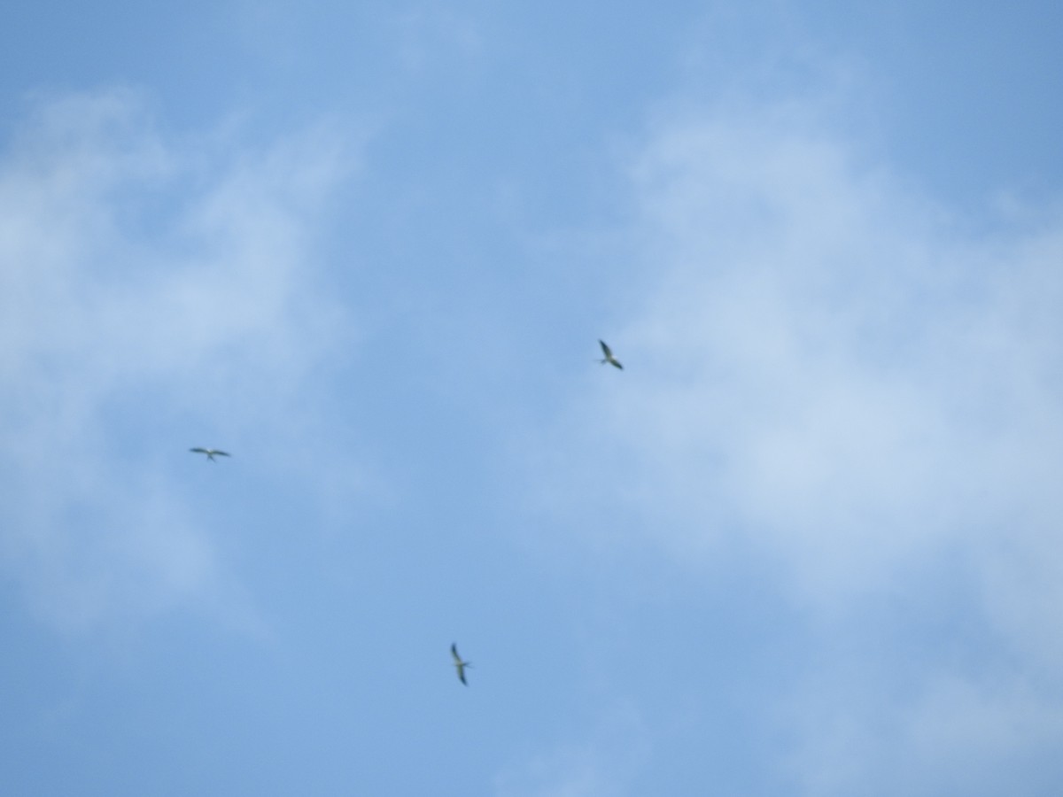 Swallow-tailed Kite - ML546404841