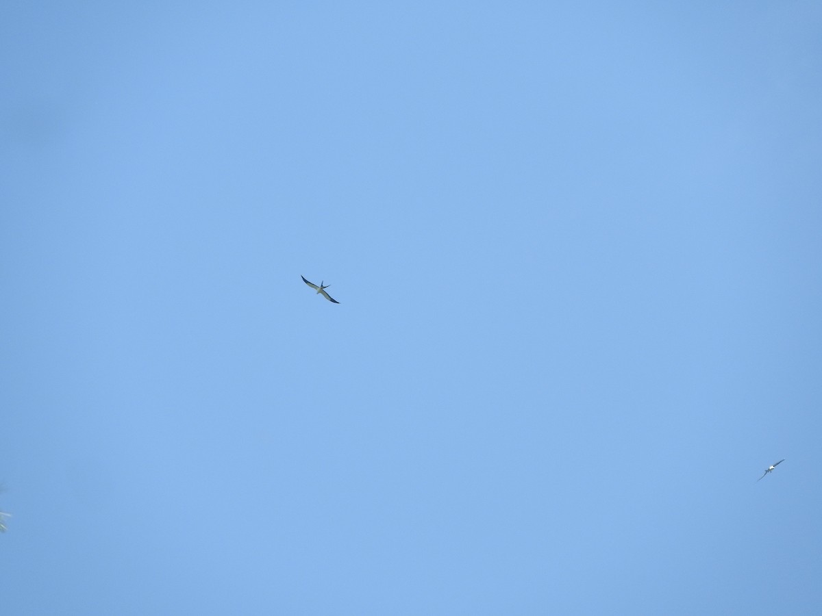 Swallow-tailed Kite - Valente Gonzalez