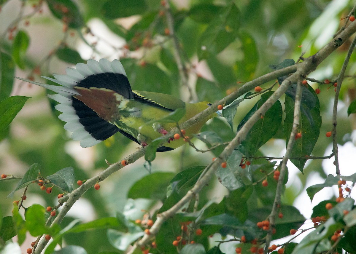 Pin-tailed Green-Pigeon - ML546410481