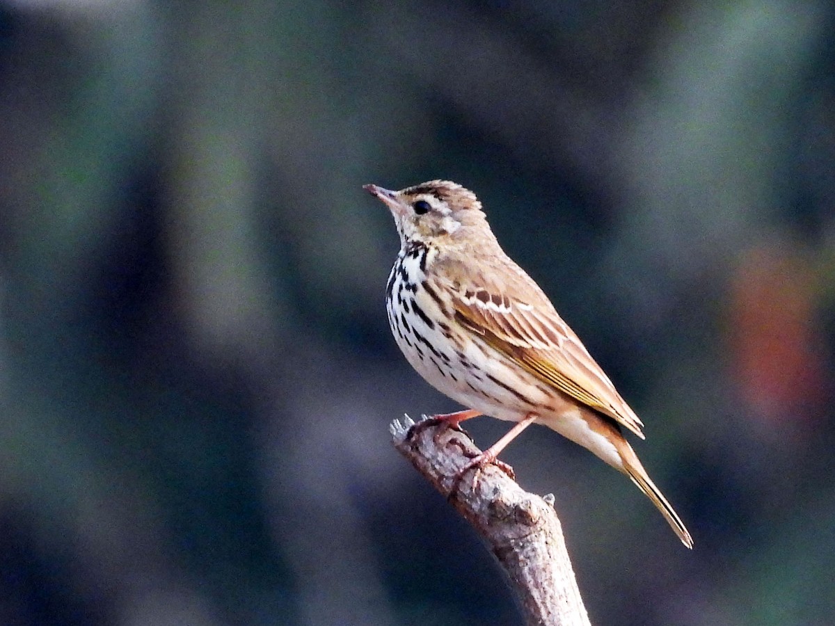 Olive-backed Pipit - ML546410581