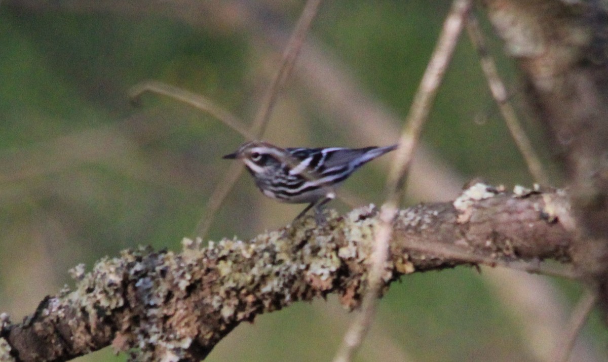 Black-and-white Warbler - Susie H