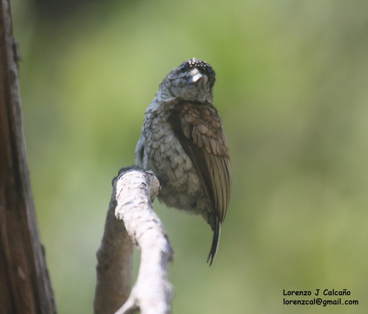 Scaled Piculet - ML546413401