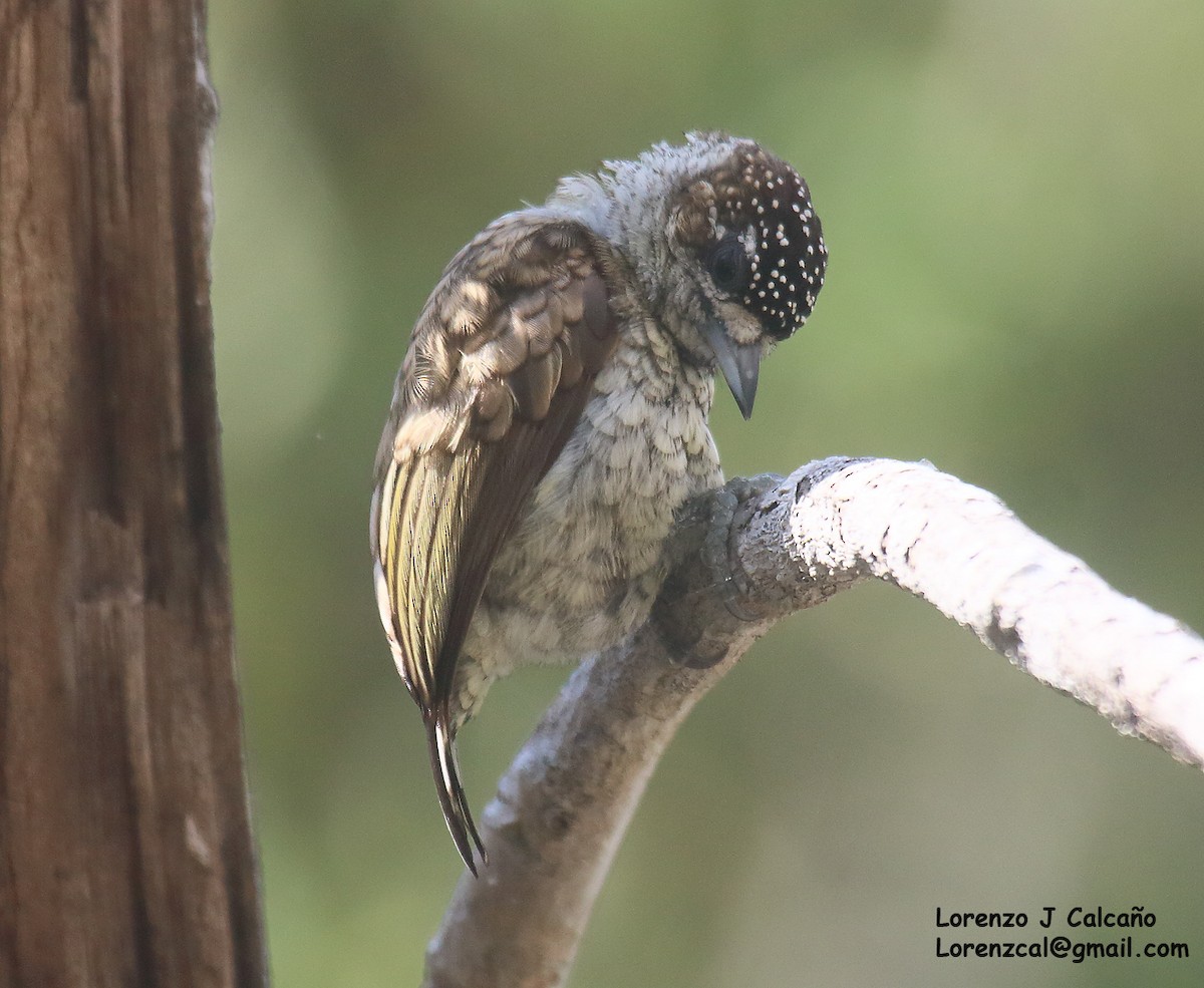 Scaled Piculet - ML546413591