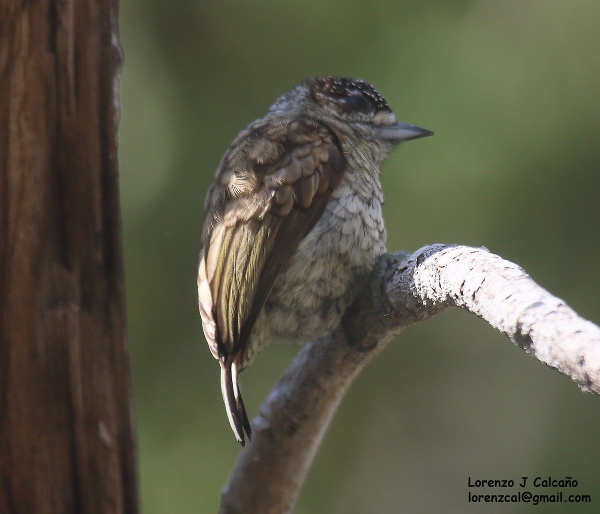 Scaled Piculet - ML546413731