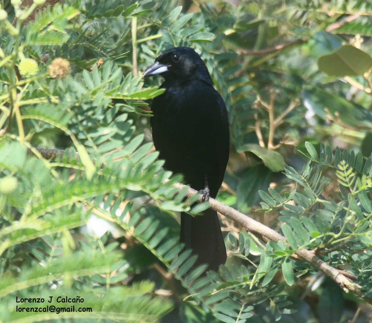 White-lined Tanager - ML546414691
