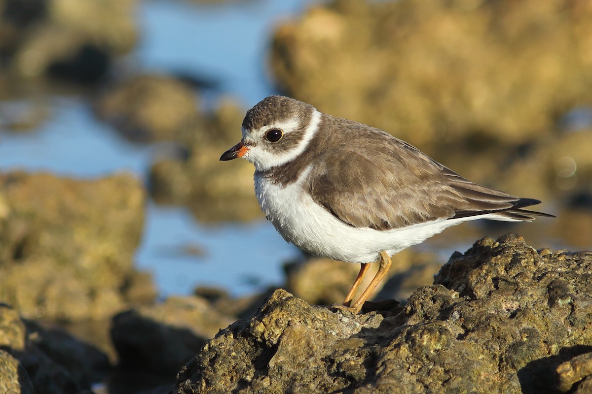 Semipalmated Plover - ML546416591