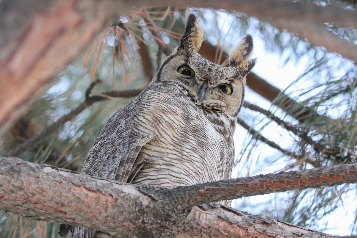 Great Horned Owl - ML546421961