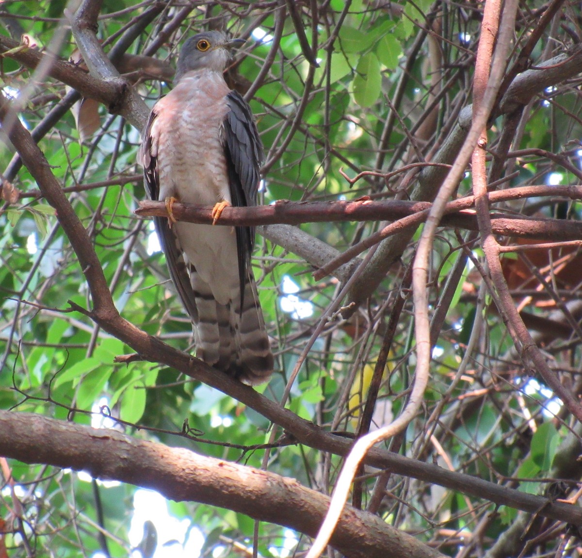 Common Hawk-Cuckoo - Kalaimani Ayuthavel