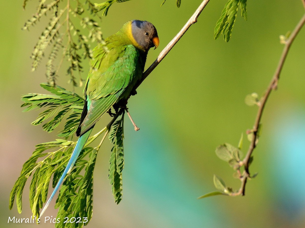 ML546426021 - Plum-headed Parakeet - Macaulay Library