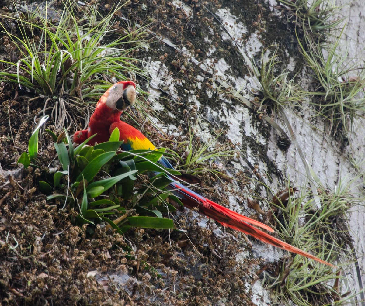 Scarlet Macaw - ML546427161