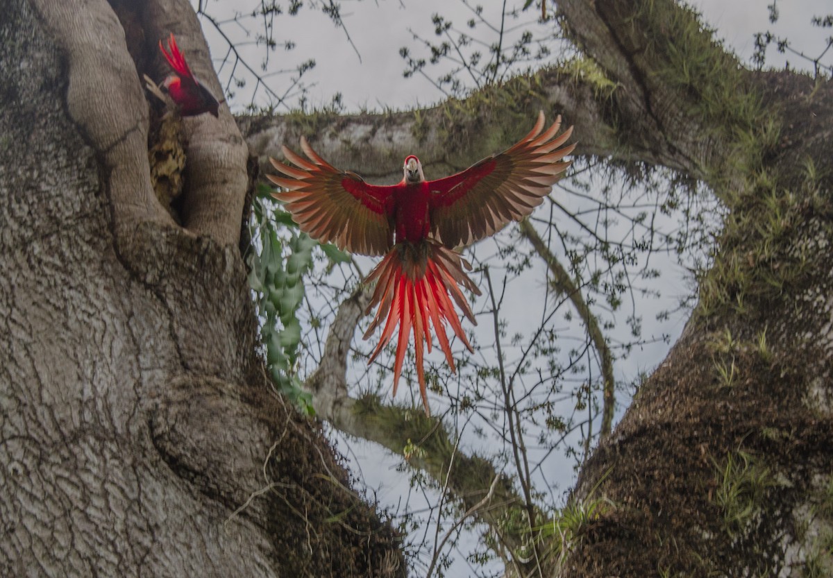 Scarlet Macaw - ML546427171