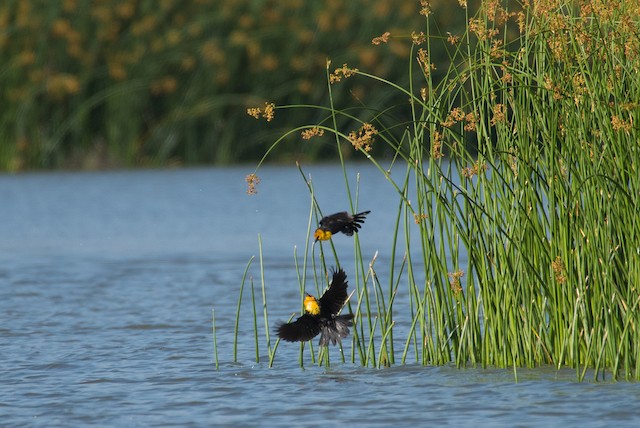 Yellow-headed Blackbird