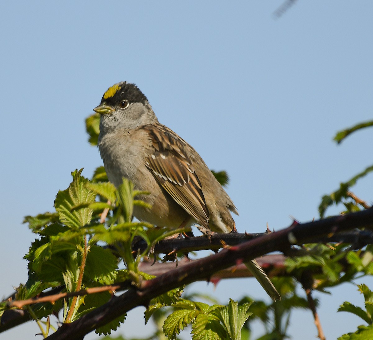 Golden-crowned Sparrow - Ken Pitts