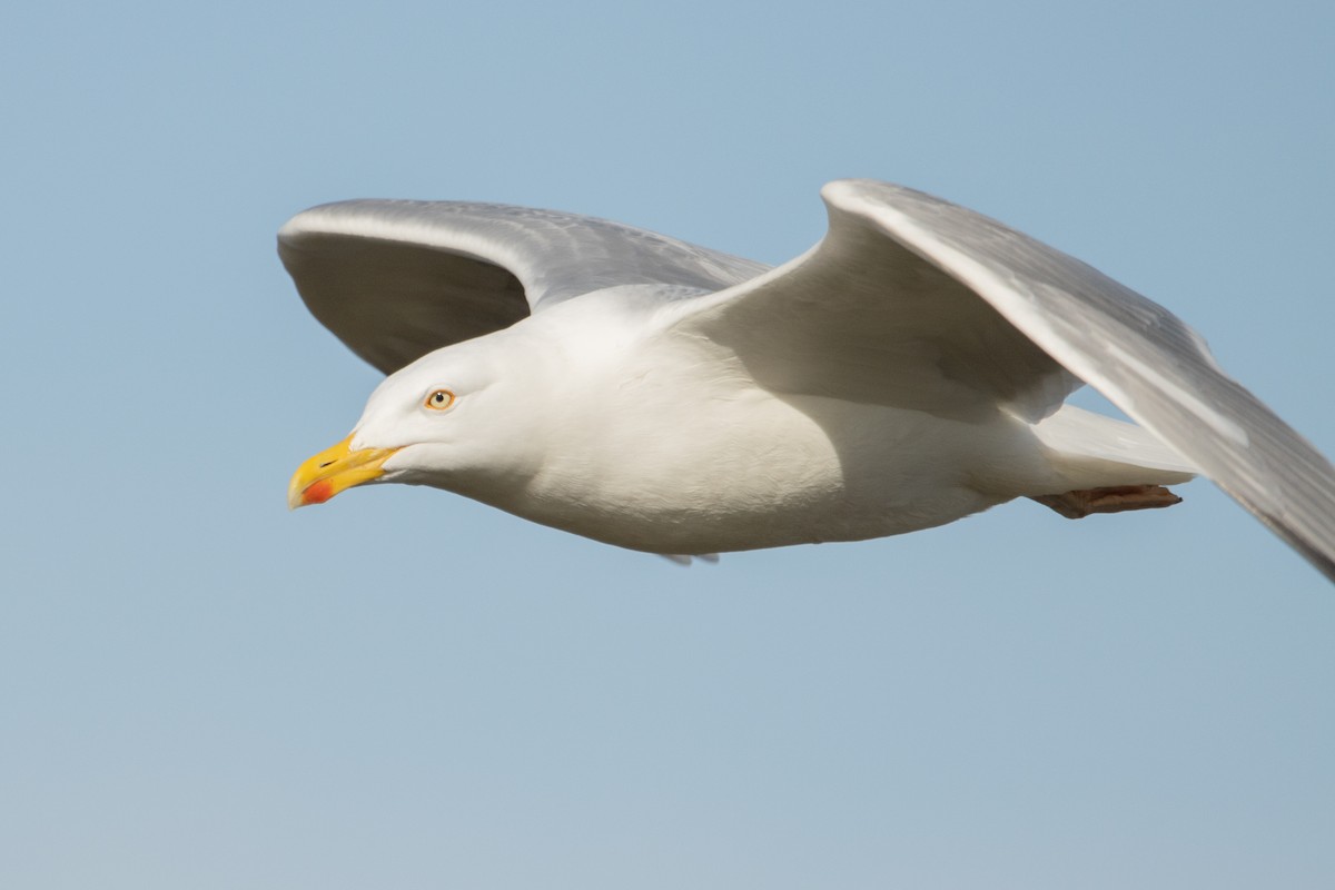 Herring Gull Larus argentatus Media Search Macaulay Library and eBird