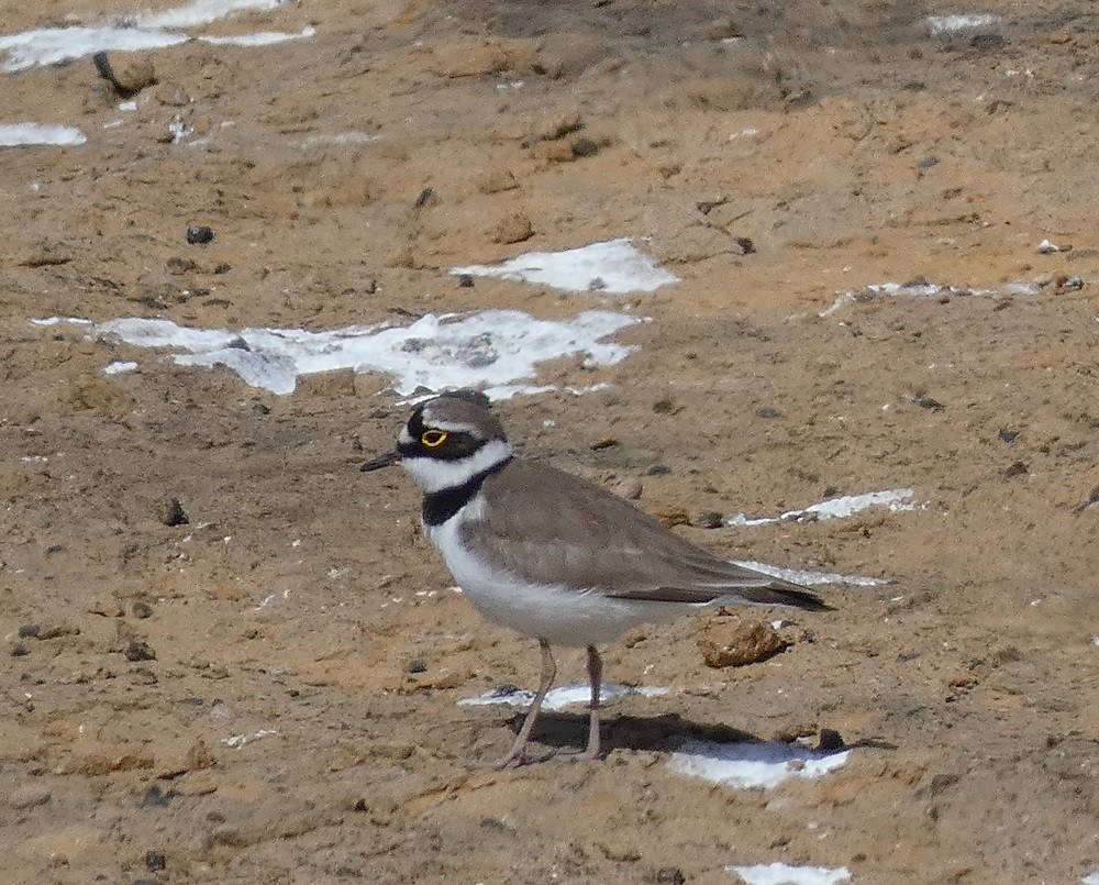 Little Ringed Plover - ML546454161