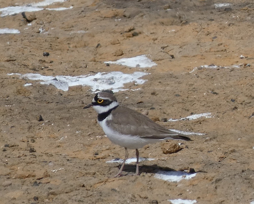 Little Ringed Plover - Vicente Tamarit Garcerá