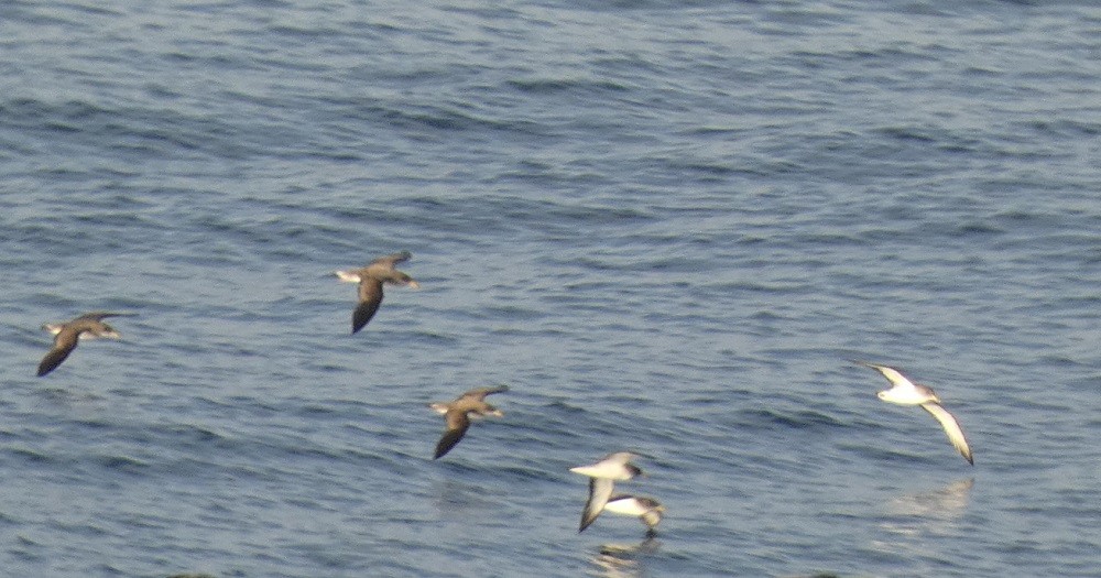 Cory's Shearwater - Vicente Tamarit Garcerá