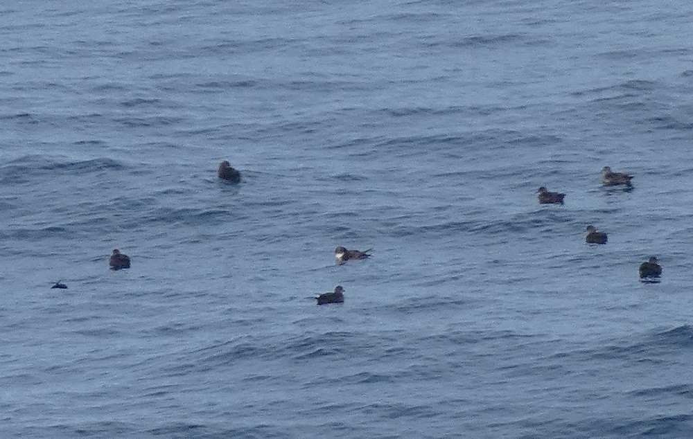 Balearic Shearwater - ML546454401