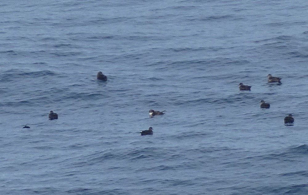 Balearic Shearwater - Vicente Tamarit Garcerá